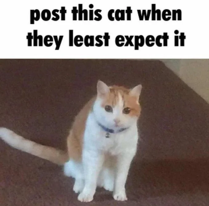 FZl_HAkVsAELz99.jpeg.webp