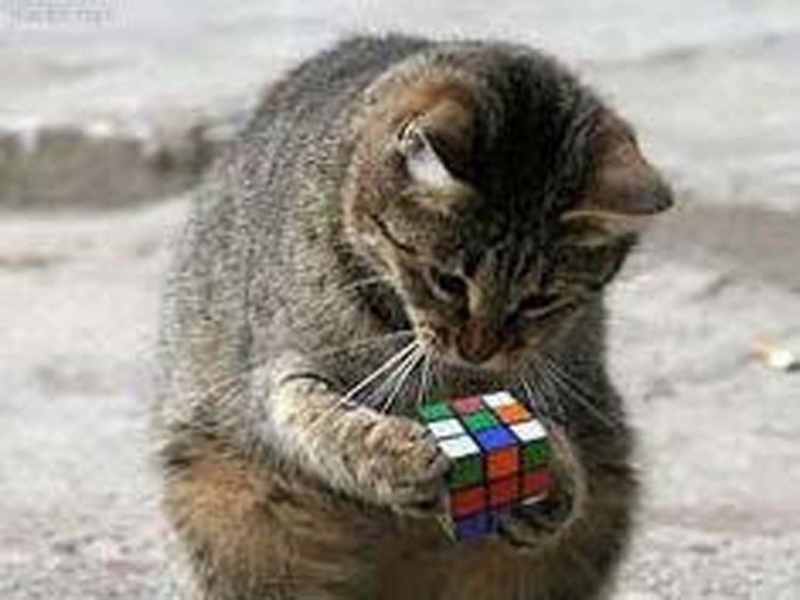 smortcat.jpg