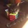 mdmrubik07