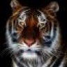 tigerrose