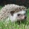 TheHedghogCuber