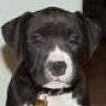 JDogg