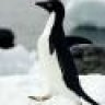 SorcererPenguin