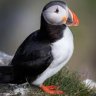 Puffin