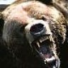 desertbear