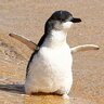DrAGoni_Penguin