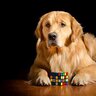 colliecuber