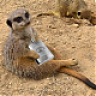 WastedMeerkat