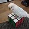 FruitSalad