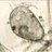 ostracod