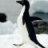 SorcererPenguin