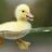 FluffyDucky