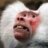 Sergeant Baboon
