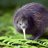 Kiwi-Bird