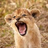 Smart_Cat19