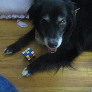 My dog used to be able to solve a Rubik's cube (2018)