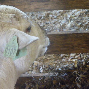 Sheep
