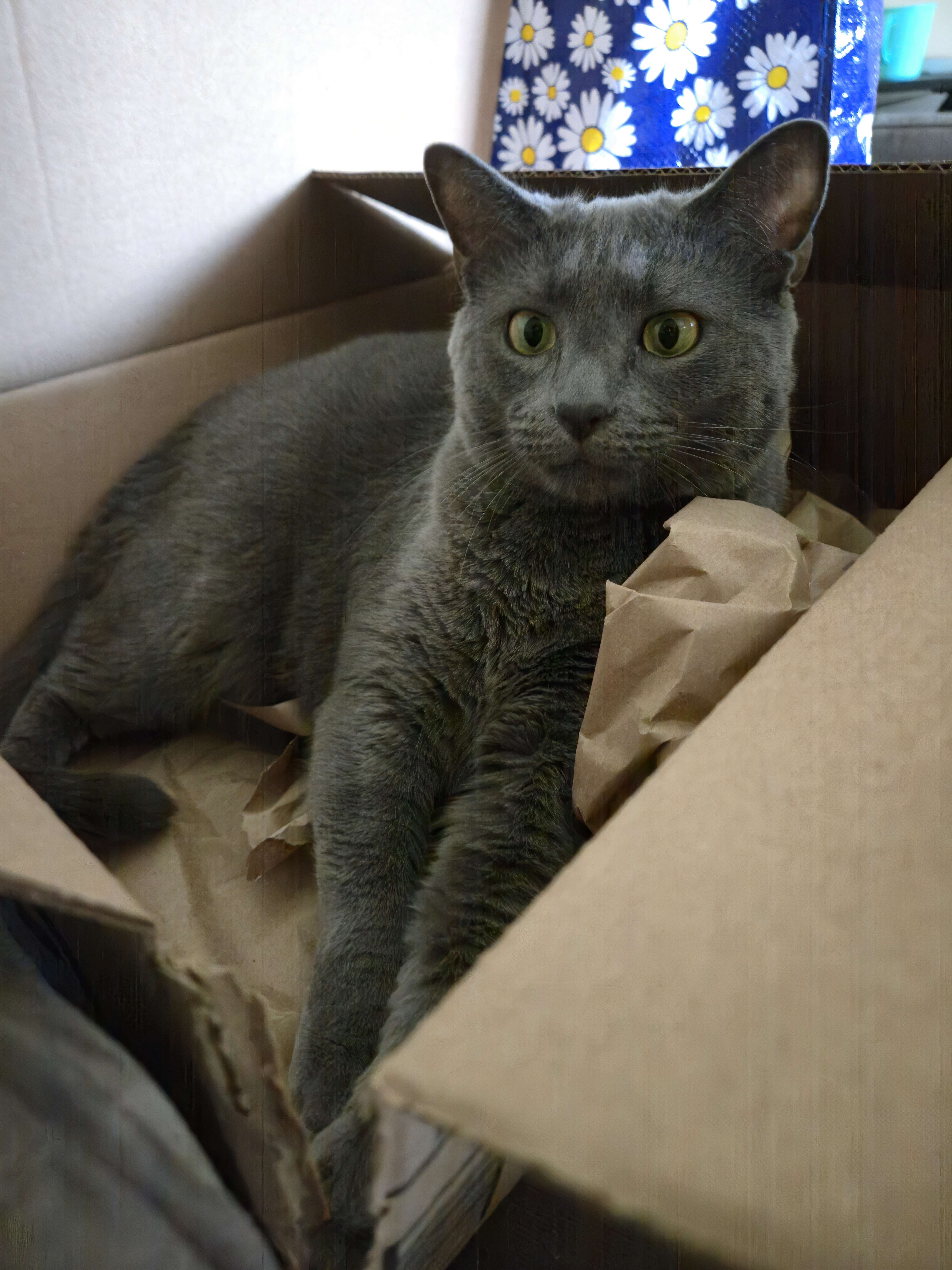cat.jpg